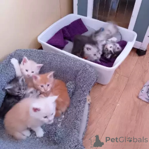 Photo №1. maine coon - à vendre en ville de Glinde | 380€ | Annonce № 167273