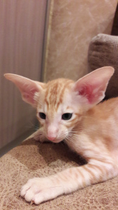Photo №3. Chatons de race orientale. Fédération de Russie