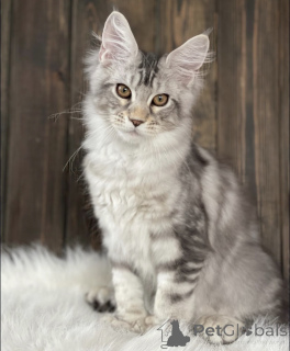Photo №2 de l'annonce № 163467 de la vente maine coon - acheter à Allemagne éleveur