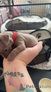 Photo №2 de l'annonce № 135624 de la vente chihuahua - acheter à Allemagne 