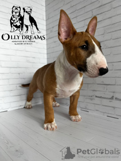 Photo №4. Je vais vendre bull terrier en ville de Berlin. éleveur - prix - 2300€