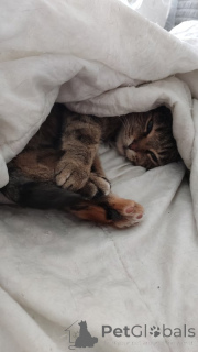 Photo №3. Cat Yashka entre de bonnes mains.. Fédération de Russie