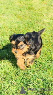 Photo №1. yorkshire terrier - à vendre en ville de Helsinki | 300€ | Annonce №75652