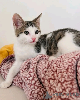 Photo №4. Je vais vendre chat de gouttière en ville de Helsinki. annonce privée, éleveur - prix - 291€