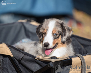 Photo №4. Je vais vendre  en ville de Cracovie. de la fourrière - prix - 2400€