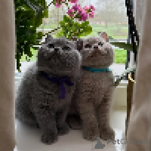 Photo №4. Je vais vendre british shorthair en ville de Jivikarna. annonce privée - prix - Gratuit