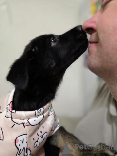 Photos supplémentaires: Bébé Osya cherche un foyer.