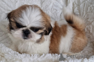 Photo №1. shih tzu - à vendre en ville de Mauvaise vilbel | négocié | Annonce №166136