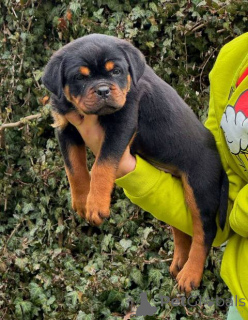 Photo №1. rottweiler - à vendre en ville de Kragujevac | négocié | Annonce №165049