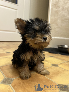 Photo №3. Beaux chiots Yorkshire terrier miniatures. Allemagne