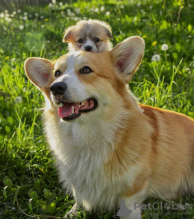 Photo №2 de l'annonce № 106830 de la vente welsh corgi - acheter à Pays Bas éleveur