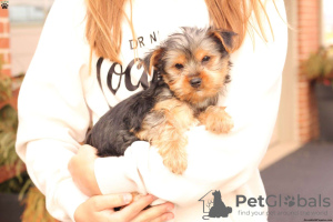 Photo №4. Je vais vendre yorkshire terrier en ville de Gelsenkirchen.  - prix - 400€