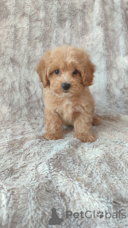 Photo №1. maltipu - à vendre en ville de Berlin | Gratuit | Annonce №160253