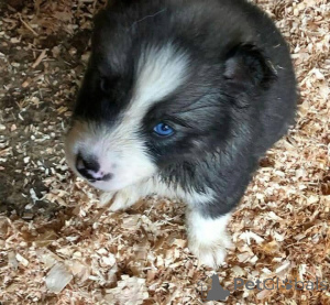 Photo №4. Je vais vendre  en ville de Antheia.  - prix - 484€