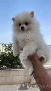 Photo №3. Chiots Spitz allemands. Allemagne