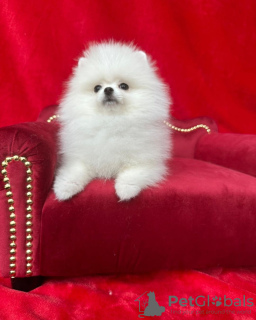 Photo №4. Je vais vendre spitz nain en ville de Cologne. annonce privée - prix - 265€