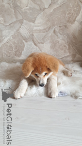 Photos supplémentaires: Chiot Akita Inu