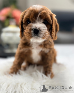 Photo №1. chien bâtard - à vendre en ville de Munich | négocié | Annonce №168627