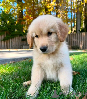 Photo №3. Chiots de schnauzer géants zur adoption. Allemagne