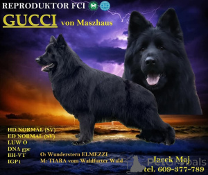 Photo №1. berger allemand - à vendre en ville de Cracovie | 850€ | Annonce №139096