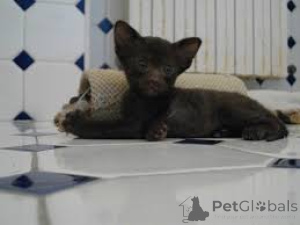 Photo №2 de l'annonce № 165843 de la vente havana brown - acheter à Belgique annonce privée, éleveur