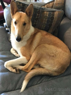 Photo №2 de l'annonce № 157828 de la vente colley - acheter à Allemagne de l'abri, éleveur