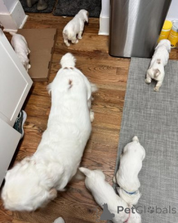 Photo №3. Gut sozialisierte Clumber-Spaniel-Welpen... Contactez-moi par WhatsApp au 44. Allemagne
