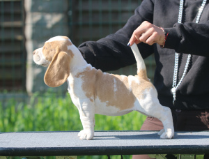 Photo №1. beagle - à vendre en ville de Minsk | 638€ | Annonce №2902