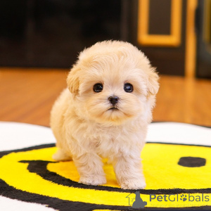 Photo №2 de l'annonce № 151801 de la vente maltipu - acheter à USA éleveur