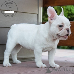 Photo №1. bouledogue - à vendre en ville de Huldenberg | 1000€ | Annonce №164868