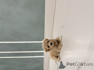 Photo №3. Maltip mini. Ukraine