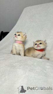 Photo №2 de l'annonce № 138588 de la vente chat chinchilla - acheter à Ouzbekistan annonce privée