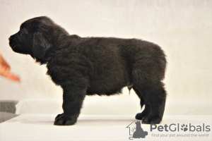 Photo №2 de l'annonce № 30089 de la vente buryat wolfhound mongol - acheter à Fédération de Russie annonce privée, de la fourrière