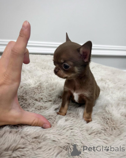 Photo №1. chihuahua - à vendre en ville de Rijeka Crnojevića | 450€ | Annonce №152461