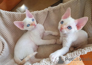 Photo №1. devon rex - à vendre en ville de Paris | 7€ | Annonce № 156146