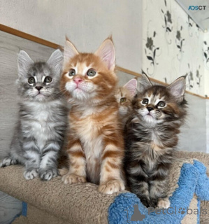 Photo №1. maine coon - à vendre en ville de Philippsburg | négocié | Annonce № 169469