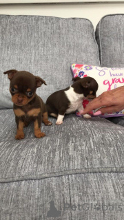 Photo №2 de l'annonce № 164860 de la vente chihuahua - acheter à Belgique annonce privée, éleveur