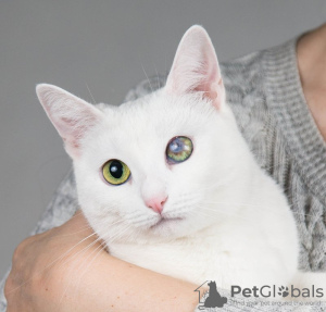 Photos supplémentaires: Chat blanc affectueux Lusya.