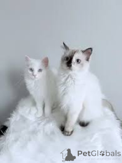 Photo №1. angora turc - à vendre en ville de Bruxelles | 500€ | Annonce № 166617