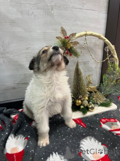 Photo №4. Je vais vendre chien bâtard en ville de Eaux minérales. annonce privée - prix - Gratuit