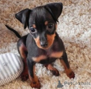 Photo №3. Deux chiots Doberman Pinscher. Allemagne