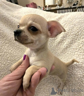 Photo №3. Chiots Chihuahua EXTRA petits. Serbie
