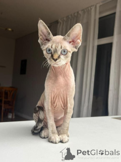 Photo №1. devon rex - à vendre en ville de Bonadits | 350€ | Annonce № 178737