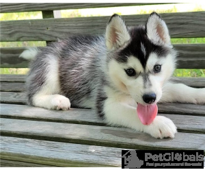 Photo №1. husky de sibérie - à vendre en ville de Kiev | Gratuit | Annonce №134296