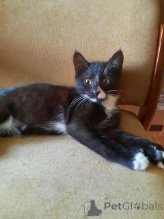 Photo №4. Je vais vendre  en ville de Rivière moscou. annonce privée - prix - Gratuit