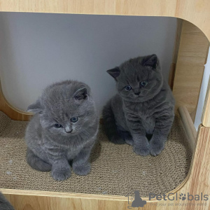 Photo №1. british shorthair - à vendre en ville de Salvador | négocié | Annonce № 114796