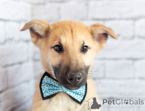 Photo №1. chien bâtard - à vendre en ville de Rivière moscou | Gratuit | Annonce №163155