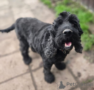 Photo №1. cocker spaniel anglais - à vendre en ville de Rivière moscou | Gratuit | Annonce №160705