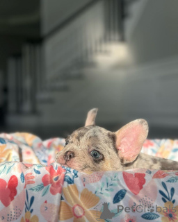 Photo №3. Bulldogs français chiot pour l'adoption. Allemagne