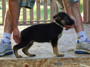 Photo №3. Chiots berger allemand . La Grande-Bretagne